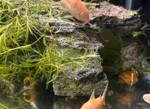 Albino corydora