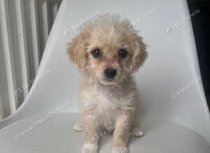 Cocker spaniel cockerpoo cross cavapoochon
