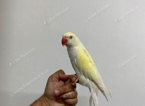 Tame ring neck