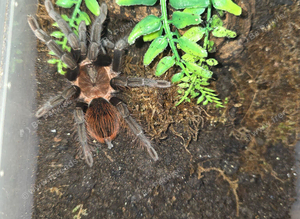 Tarantula Collection