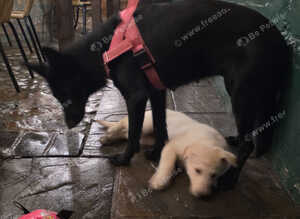 3 German Shepherd Girls Looking for Their Forever Homes