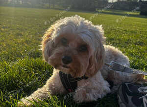 Cavapoo for Stud