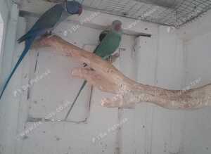 Breeding pair's of Ringnecks