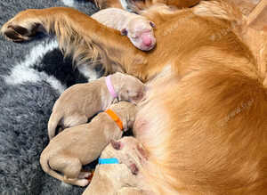 Golden Retriever Puppies 3 Girls & 2 Boys NOW HERE!