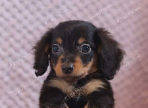 Miniature Dachshund Puppies