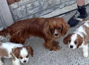Lovely king Charles Cavalier puppies