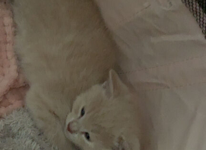 Beige kitten