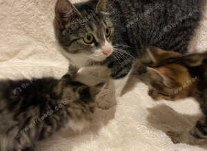 Beautiful Fluffy Kittens *READY NOW*
