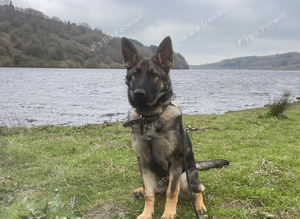 WANTED German shepherd or Mali