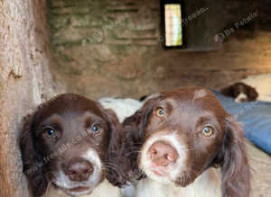 Pedigree springer spaniel pups for sale , docked tails, ready to leave
