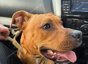 Staffy cross girl