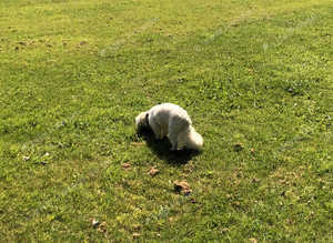 Pet minding
