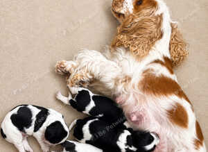 Six Beautiful KC Show Cocker Spaniels Puppies