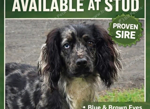 Merle stud dog