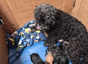 Toy Cockapoos