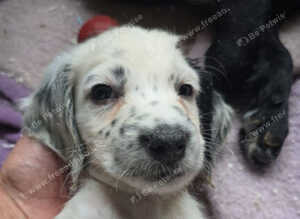 Puppies looking for forever home
