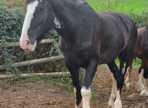 QUALITY 6yr old registered Shire mare