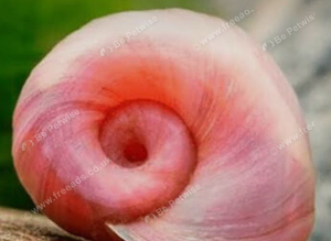 Ramshorn snails