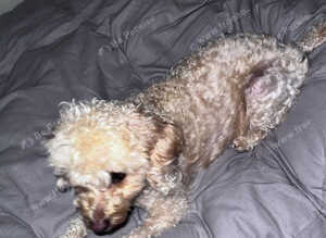 Cockapoo for sale