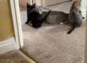 3 lovely kittens for sale