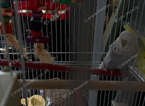Budgies black faced helicopter