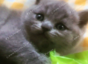 Pure British blue kittens
