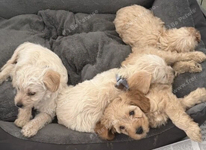 Cavapoochon x puppies
