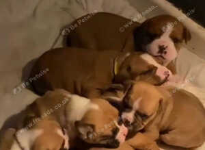 Old Tyme English bulldog cross boxer puppies
