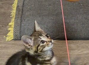Kitten