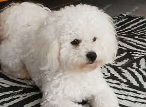 Bichon Frise for sale