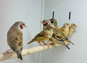 Cut throat finch