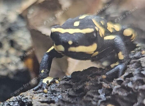 Bumblebee Walking toad