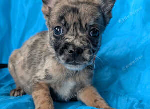Belgian shepherd mix