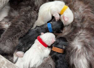 Mainecoon kittens Ready Now
