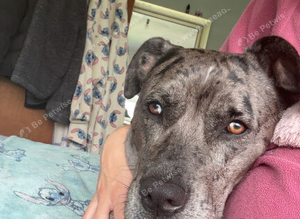 Leopard dog mix Great Dane