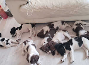 Litter of 8 Springer Puppies