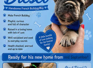 BEAUTIFUL KC FRENCH BULLDOG PUPPIES