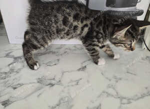 2 Bengal cross kittens