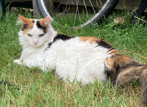 MISSING - CALICO CAT