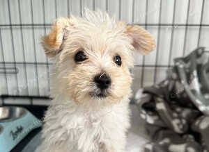 Reduced last Westiepoo Boy
