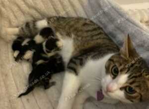 3 Gorgeous Kittens Looking for Their Forever Homes (8 weeks old ready to go)