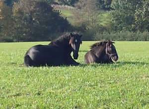 Stable yard or grazing field