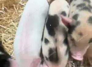 Piglets 3 weeks old