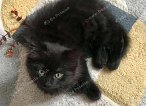 KITTENS