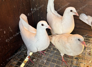 White breeding pair racers