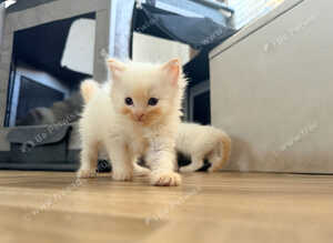 Flame ragdoll kitten