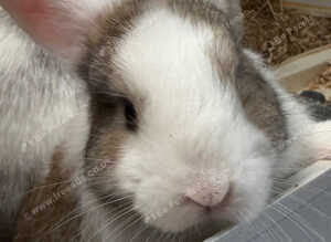 Holland lop X Angora