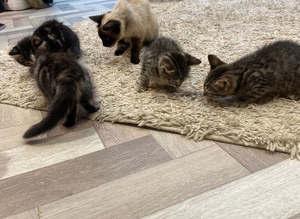 Ragdoll siamese kittens