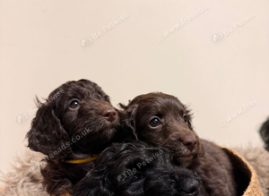 Cockapoo Puppies