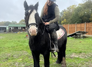 Ruby 5yo mini cob mare